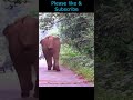 Elephant Charged 1