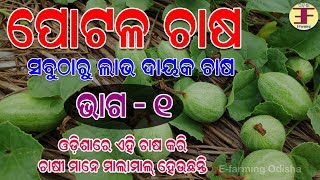 ପୋଟଳ ଚାଷ ,କେମିତି ଆରମ୍ଭ କରିବେ (Pointed Gourd farming in odisha).