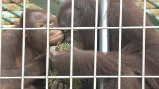 仲良し姉妹   ひな と りな　釧路市動物園　ボルネオオランウータン