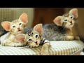 oriental kittens