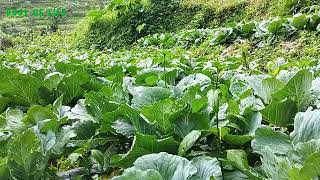 vegetable garden on the mountainside  I  Kebun sayur di lereng gunung  I  root of life