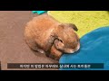 토끼 귀에 대한 간단한 상식과 팁 does the rabbit sweat simple tips for rabbit ears ウサギは汗をかく？ウサギの耳のための簡単なヒント