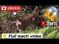 wow super | funny video Sm guru Upload short video #shorts