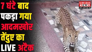 7 घंटे में पकड़ा गया आदमखोर तेंदुआ, कैमरे में कैद हुआ LIVE अटैक - Gurugram News