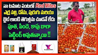 #టమోట-Tomato లొ మొదటి నుండి వాయు యంత్ర Dhatri organics Farming ,Yadadri Bhuvanagiri-Telangana