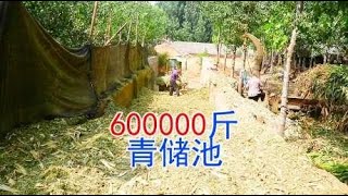 600000斤青储池继续存8分钱一斤，今年雨水多玉米秸秆全泡了