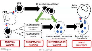 Production et mode d'action des cellules tueuses (LTc) : un schéma bilan