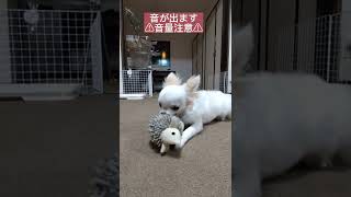 物音に怖がる愛犬がかわいい