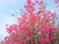 西都原の桜、菜の花、ミツバツツジ