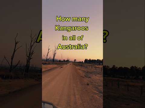 How many DSE is a kangaroo?