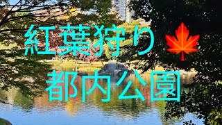 都内公園で紅葉狩り（1）Dec 3/2024　Autumnleaves at parkTokyo🍁