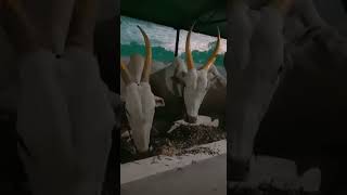 super killer bulls Devdurga