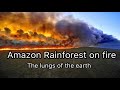 Amazon rainforest on fire / the lungs of the earth / save the amazon