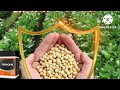 cristal amora सोयाबीन खरपतवार नाशकsoybean kharpatvar fomesafen 12% quizalfop ethyl 3% sc herbicide