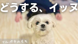 飼い主が倒れた時の愛犬(マルペキ)の反応【マルチーズ×ペキニーズ】