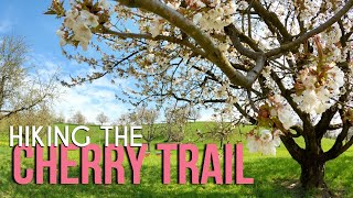 Hiking the Cherry Trail 🌸🍒🌸 // Fricktaler Chriesiwäg Switzerland // Discover the World