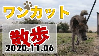 【葛飾区中川】犬の散歩ワンカット撮り(20201106)