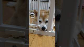 【豆柴リンちゃん】リンちゃん…　#shorts #豆柴 #柴犬 #dog #cute #kawaii #かわいい #癒し #犬