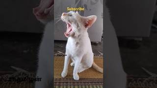 ஏன்டா மச்சான் ❤️❤️ #catlover #catmindvoice #petlovers #funnyanimal #catcomedyvideo #trendingshorts