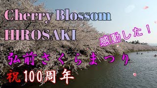 桜の名所に感動！弘前さくらまつり100周年