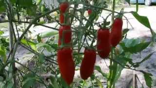 San Marzano tomatoes growing in USDA Zone 9b FL