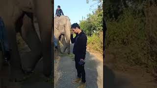 Elephants on their way || Koshi Tappu Wildlife Reserve || कोशी टप्पु वन्यजन्तु आरक्ष ||