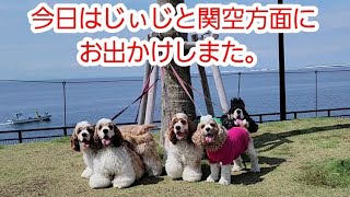 【ミニドッグランに行ったのだが‼️】