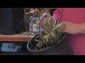 gardening caring for plants how to grow bamboo indoors