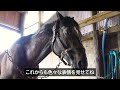 【レッドレイヴン smart strike産駒】現役時はオープンクラスで活躍 乗馬後の洗い場でのひととき