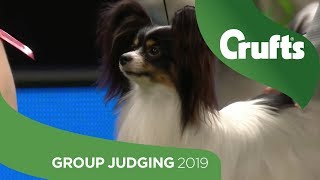 Toy Group Judging and Presentation | Crufts 2019