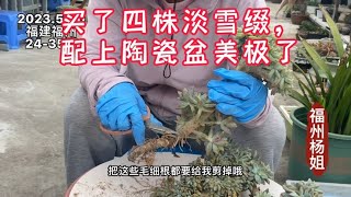 福州杨姐：买了4株淡雪缀，细心修好根，用四个好看的方口盆种上！美极了！｜养多肉