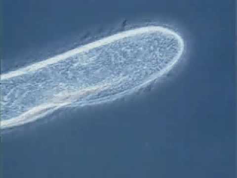 What do ciliates use for movement?