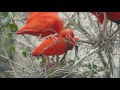 2017.4.22 scarlet ibis　ショウジョウトキ　抱卵no.1　（日本平動物園）