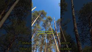 Arborist tree work #arbo #youtubeshorts #arborist #like #treeworker #reels #shorts  #short #spil96