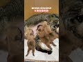 《猫喂狗合集》 人，你的猫🐱养了只宠物狗🐶！😂🤭 cat dog funny shorts healing friendship