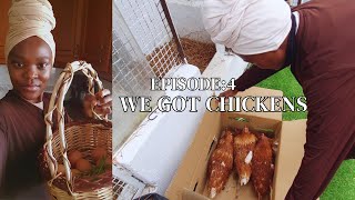 #4 Gardenry Diaries| We Got CHICKENS For Our Small Backyard Garden, Surprises and flock Growth