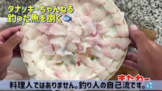 ソイの捌き方動画です。釣ったマゾイを捌いて刺身にしました。タナッキーちゃんねる