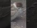 リミックス 子ちゅんくしゃみ sparrow すずめ スズメ 雀