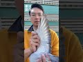 斑母20 560772優【根王鴿舍】【根王大滿貫】 賽鴿 信鴿 種鴿 racing pigeon