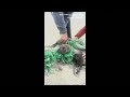 MOMENT: Baby seals freed from a fishing net in South Africa