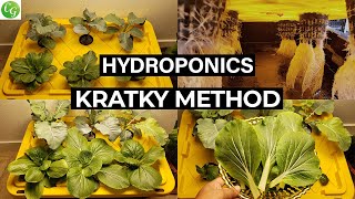 Kratky Method : How to Grow Plants With Kratky Hydroponic Method