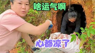 秋子和大姨打开地窖，两个人心都凉了，周老板放鞭炮上门祝贺