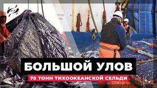 Большой улов! 70 тонн Тихоокеанской сельди