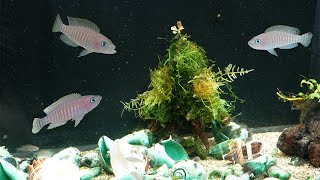 I made a Christmas tree for my fish