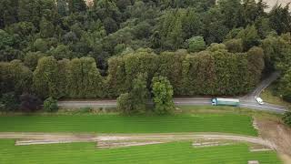 Meikleour Beech Hedge