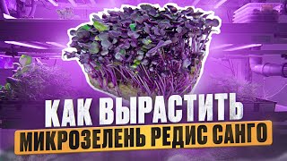 Как вырастить микрозелень? Редис Санго - Идеально для Новичков!