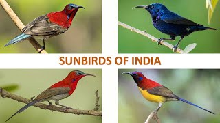 Sunbirds of India 🇮🇳 | Birds | Indian Birds