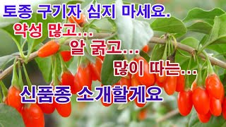 토종 구기자 심지 마세요. 약성 많고... 알 굵고... 많이 따는... 신품종 구기자 소개합니다.(구기자 심기, 구기자 재배, 구기자 품종, 구기자 신품종 소개)