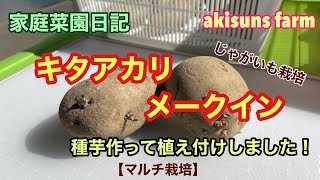 【家庭菜園日記】ジャガイモの植え付け！キタアカリとメークインのマルチ栽培。