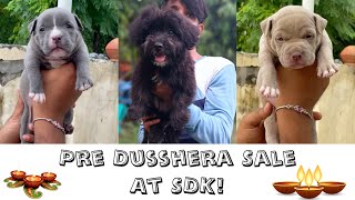 Top quality Husky, American Bully, Black Color Lhasa Apso and many more | Saurabh Dog Kennel